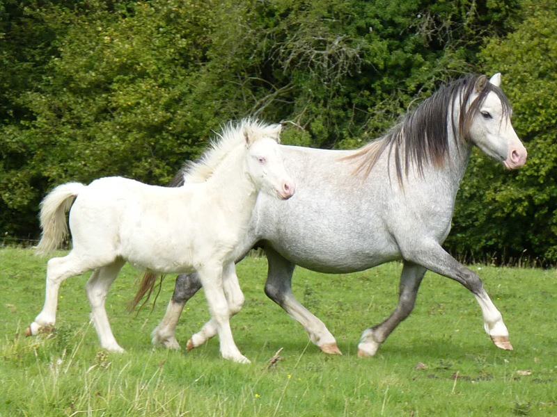Floreat Zeus - additional photo 1